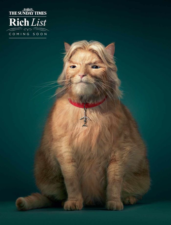  Мяу! 15 примеров забавной и милой кошачьей рекламы