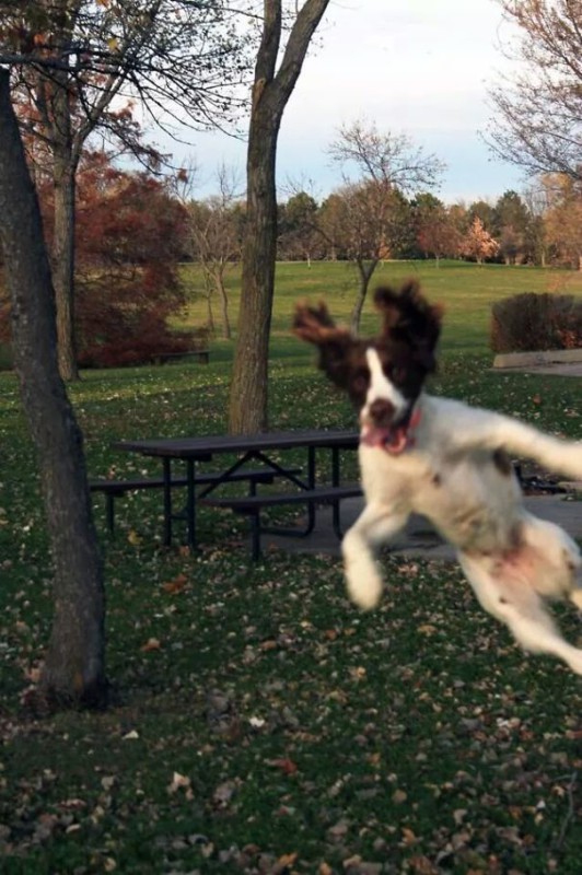 23 забавные собаки, которые являются гениями фотобомбинга