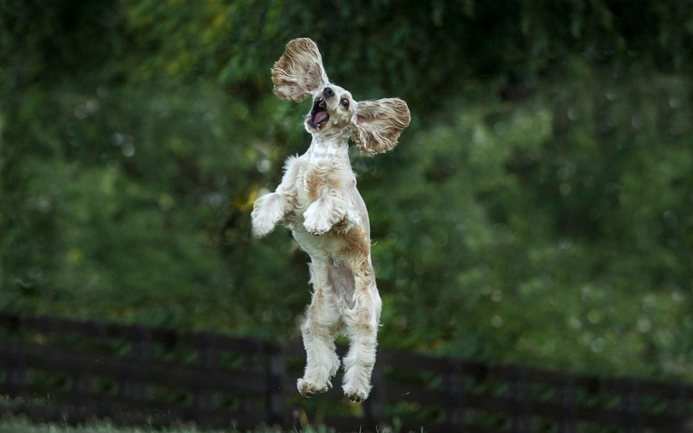  Когда улыбка до хвоста: финалисты фотоконкурса Comedy Pet Photography Awards. ФОТО