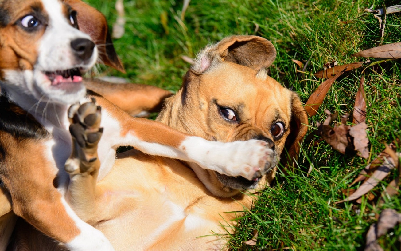  Когда улыбка до хвоста: финалисты фотоконкурса Comedy Pet Photography Awards. ФОТО