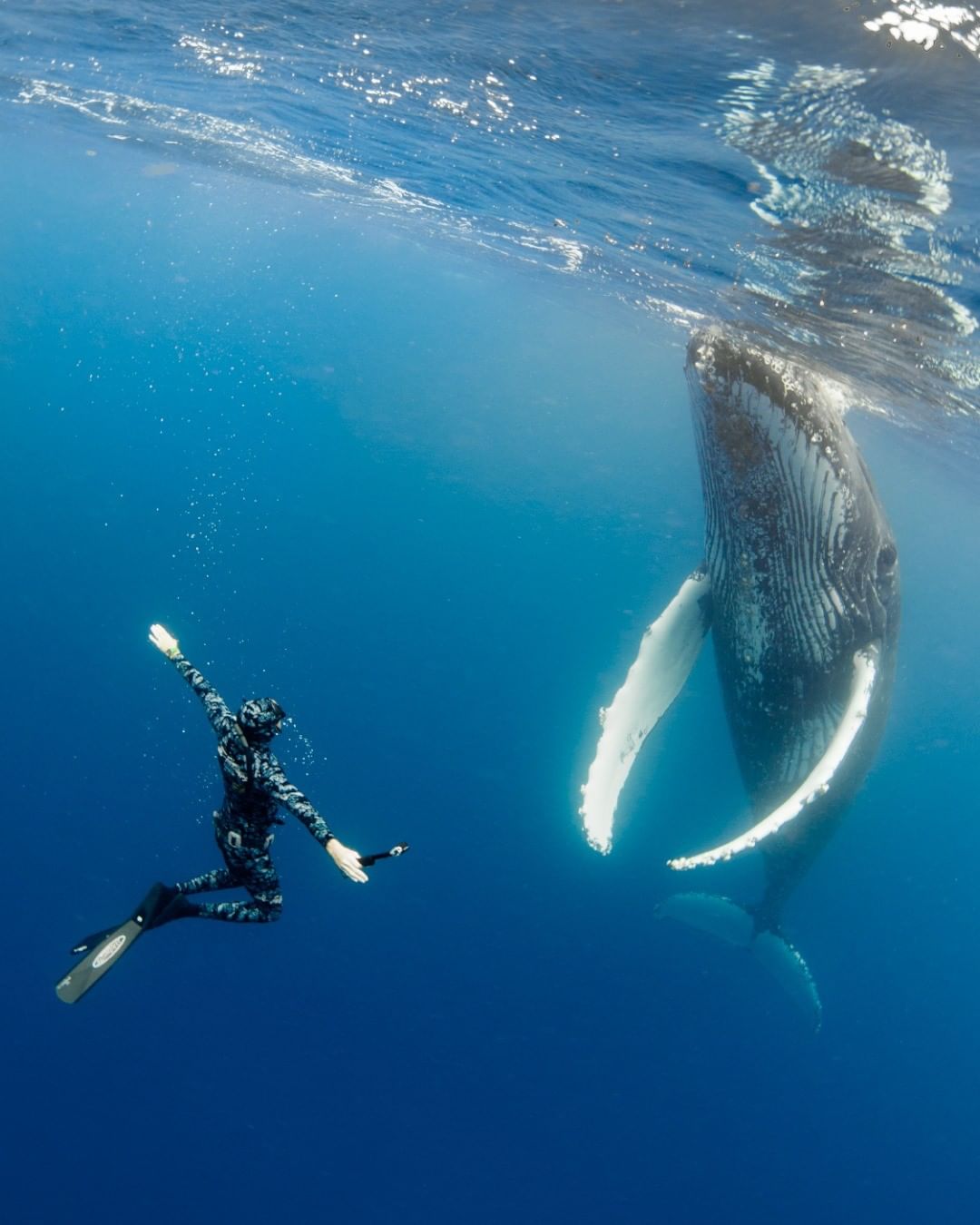 Про океанов видео. Тонга киты. Киты в океане. Подводный мир кит. Дайвинг с китами.