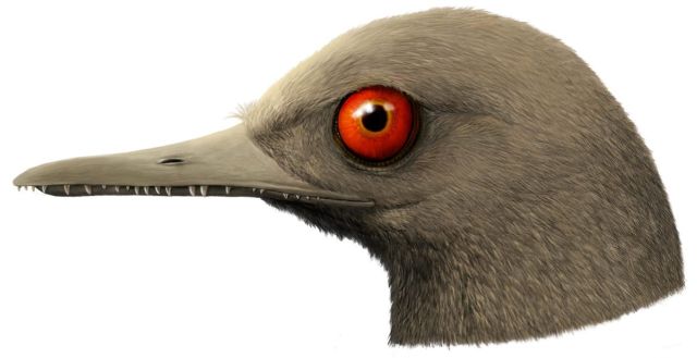 Мезозойский голубь: в Мьянме обнаружили самого маленького динозавра