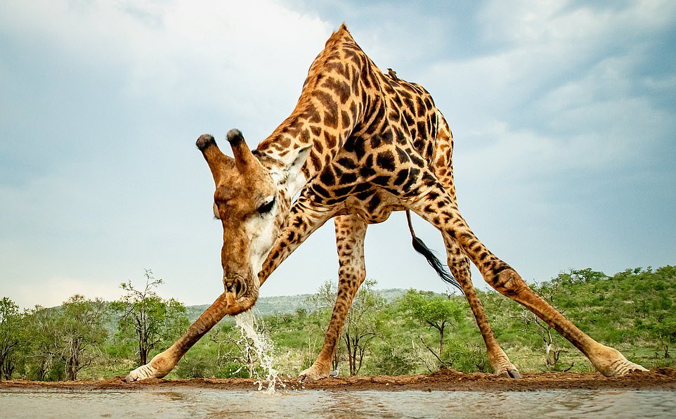 Жираф почти сел на шпагат, чтобы попить воды