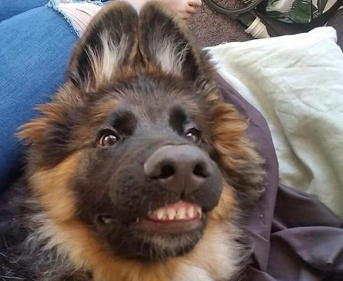 Собаки-зубаки, которые поднимут настроение. ФОТО