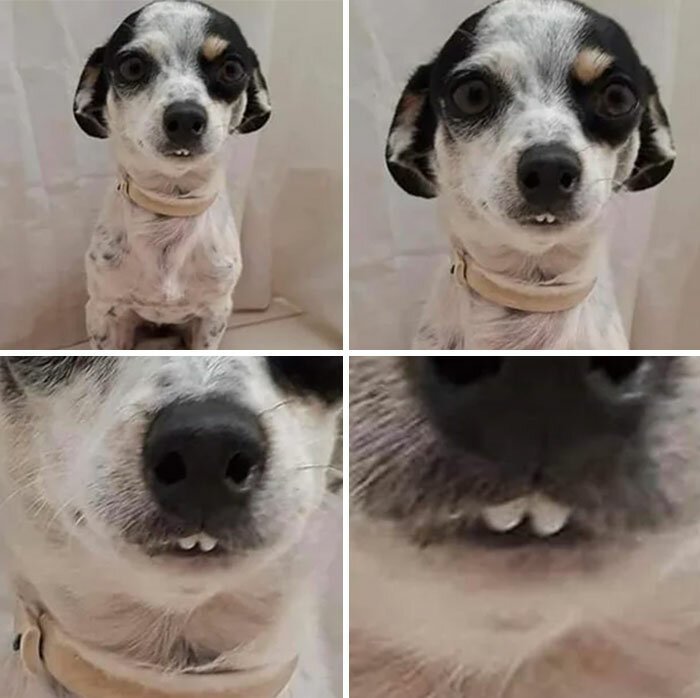 Собаки-зубаки, которые поднимут настроение. ФОТО
