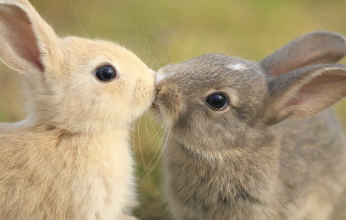 20 забавных фото сладких парочек-животных, которые любят целоваться