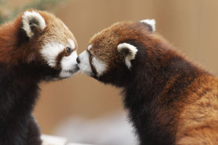 20 забавных фото сладких парочек-животных, которые любят целоваться