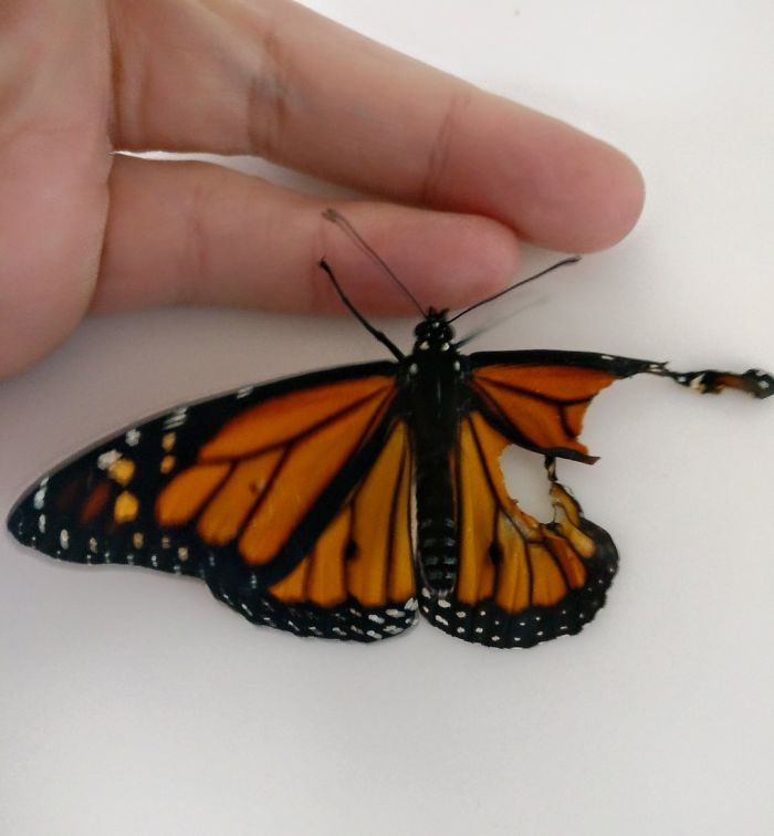 Настоящий Айболит: 7+ фото того, как дизайнер сотворила настоящее чудо, вернув бабочке крыло. ФОТО