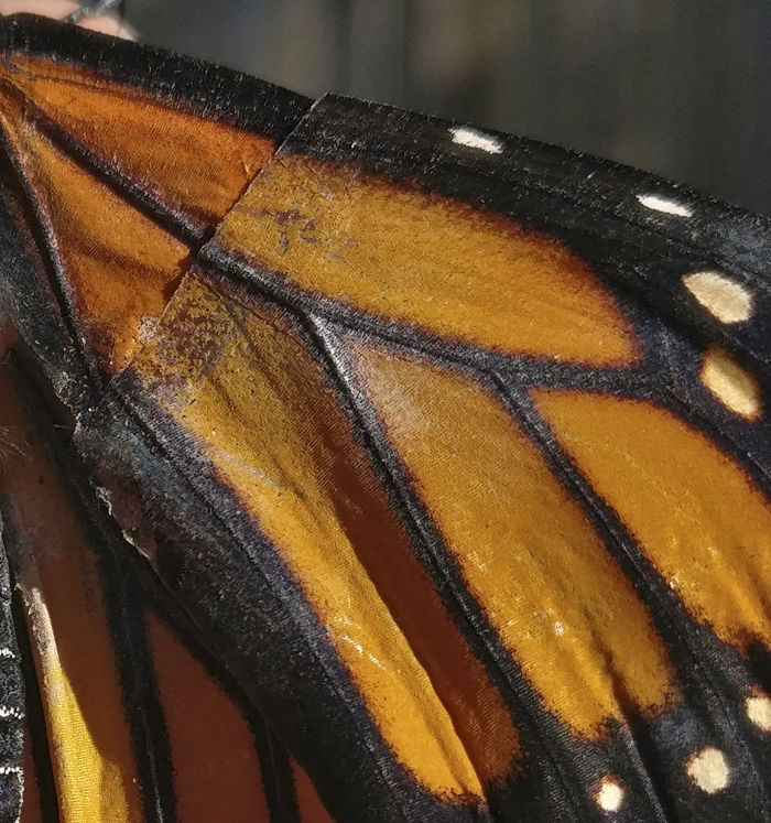 Настоящий Айболит: 7+ фото того, как дизайнер сотворила настоящее чудо, вернув бабочке крыло. ФОТО