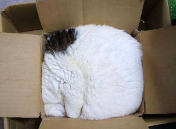 Забавные фотодоказательства того, что коты могут уснуть где угодно. ФОТО