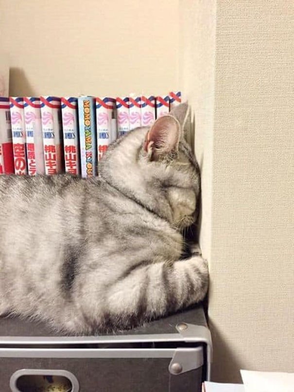 Кошки могут спать где угодно и в любой позе