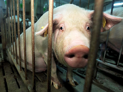 Россия будет требовать от украинских свиней прописку 