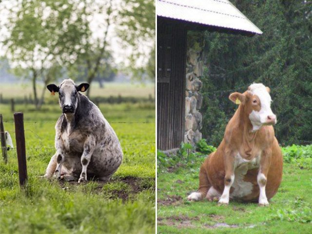 Коровы иногда сидят, словно собаки