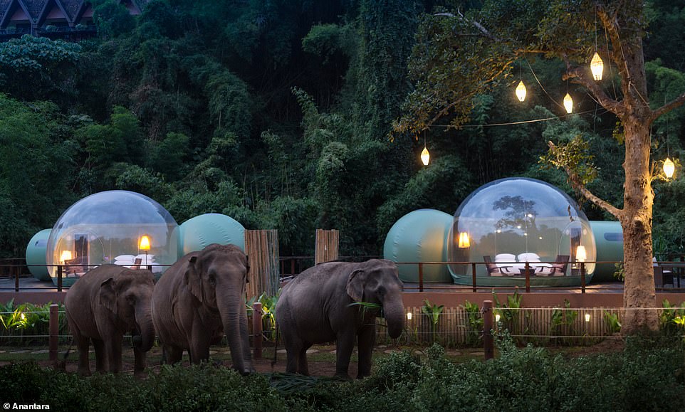 В Таиланде отель предлагает остановиться в прозрачных номерах-пузырях. ФОТО