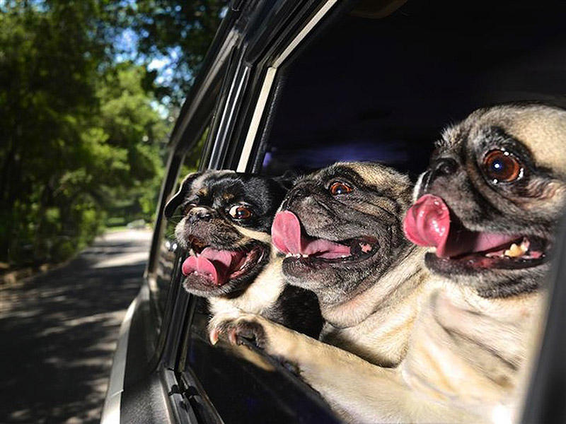 Забавные собаки в машинах. ФОТО