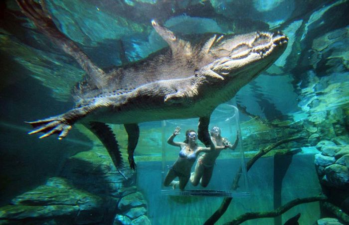 Экстремальный аттракцион Crocosaurus Cove в Австралии. ФОТО