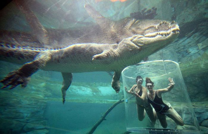 Экстремальный аттракцион Crocosaurus Cove в Австралии. ФОТО