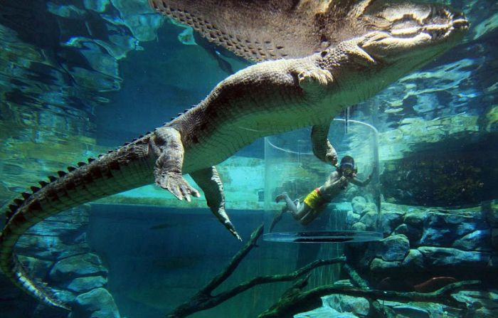 Экстремальный аттракцион Crocosaurus Cove в Австралии. ФОТО