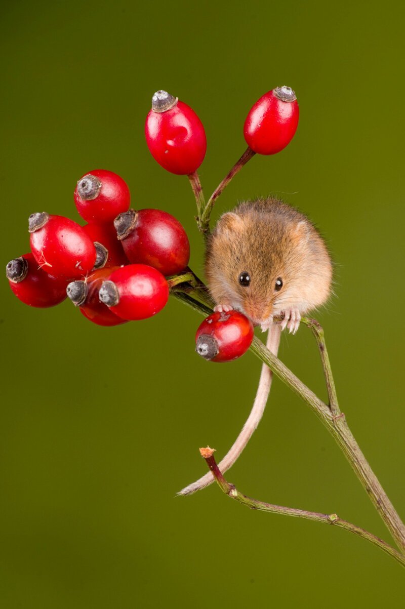  Победители конкурса любительской фотографии Mammal Photographer of the Year 2020. ФОТО