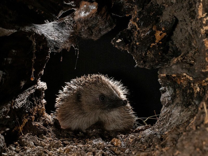  Победители конкурса любительской фотографии Mammal Photographer of the Year 2020. ФОТО