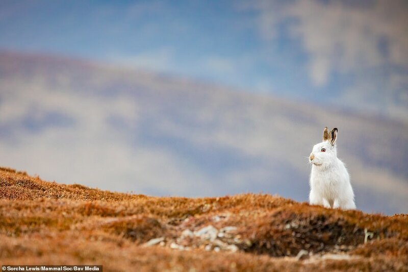  Победители конкурса любительской фотографии Mammal Photographer of the Year 2020. ФОТО