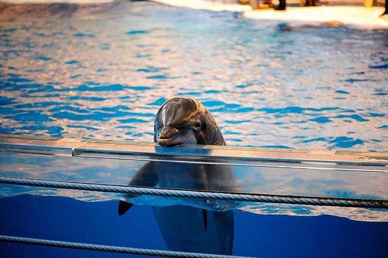 Самые удивительные факты о дельфинах. ФОТО