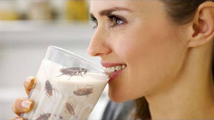Тараканье молоко — эликсир здоровья. ФОТО