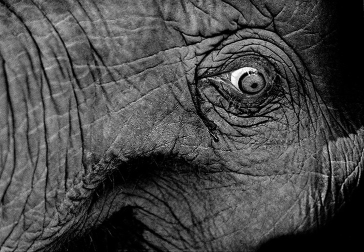Сильные фото про сложные отношения азиатов со слонами. ФОТО
