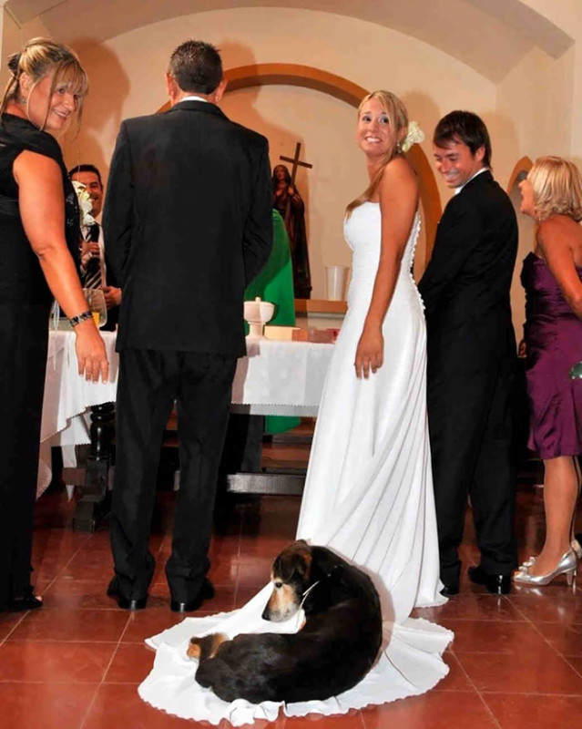 Как дети, животные и гости портят свадебные фотографии. ФОТО