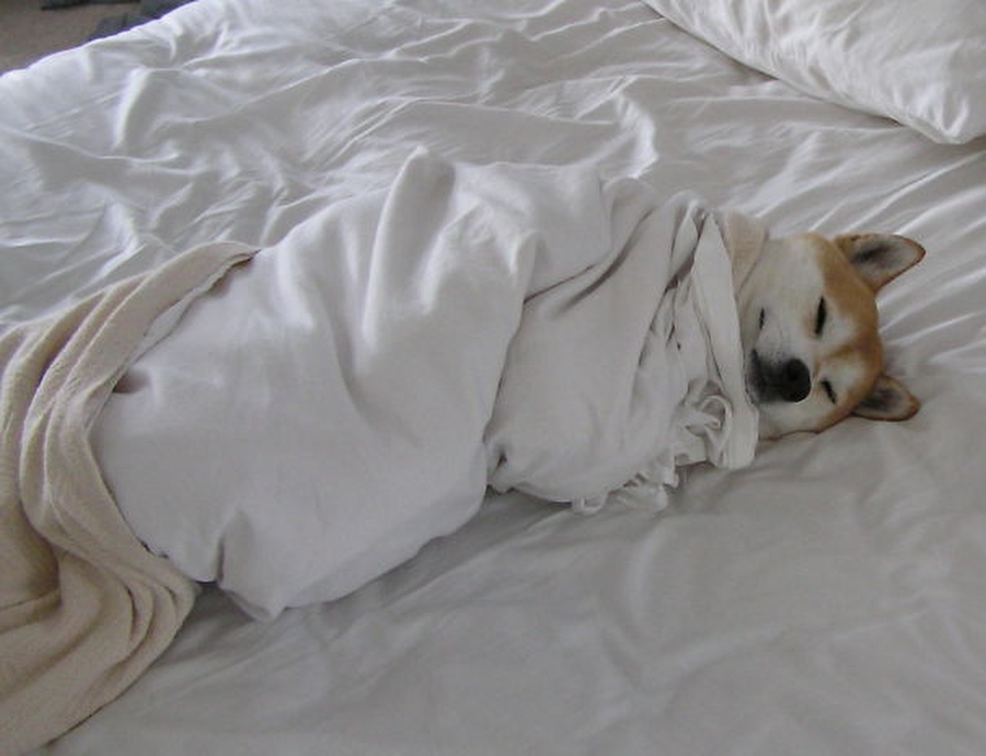 27 собак, которые спят в вашей постели — потому что могут! ФОТО