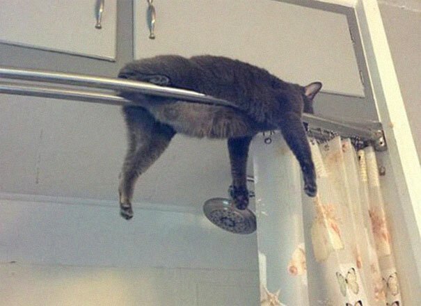 40 фото, доказывающих, что кошки могут спать где угодно. ФОТО