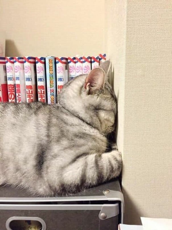 40 фото, доказывающих, что кошки могут спать где угодно. ФОТО
