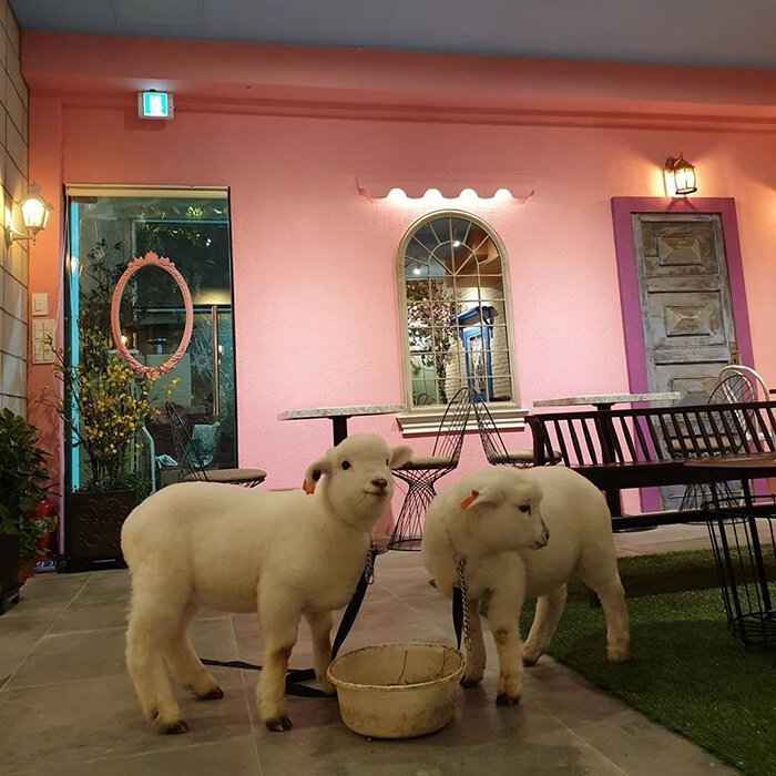 Как работает уникальное кафе в Сеуле, где можно пить кофе с белыми пушистыми овечками. ФОТО