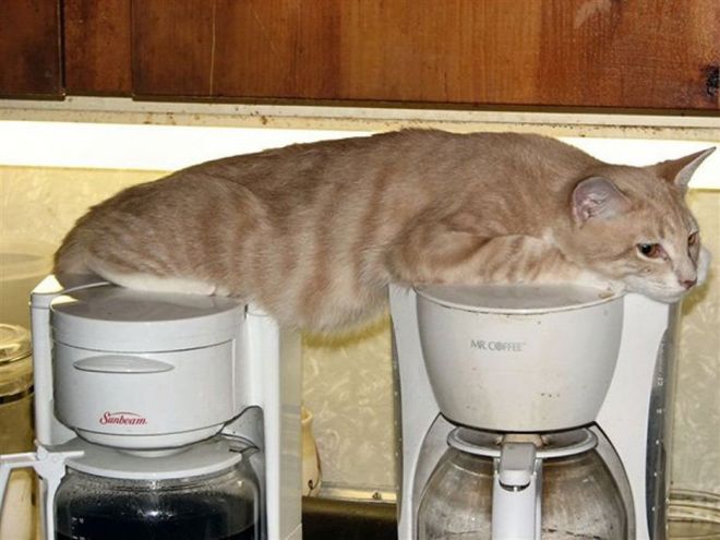  Непостижимая кошачья логика: 30 фото, которые точно вас рассмешат. ФОТО