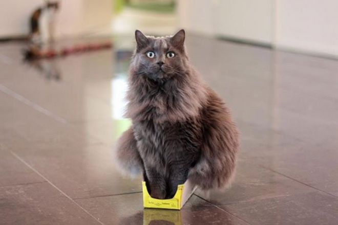  Непостижимая кошачья логика: 30 фото, которые точно вас рассмешат. ФОТО