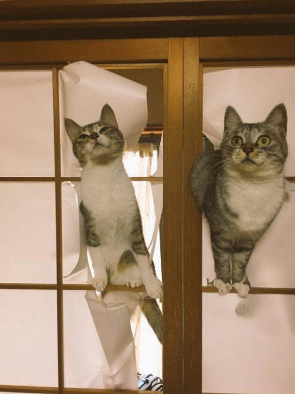 20 забавных фотографий котов, которые заставят вас смеяться. ФОТО