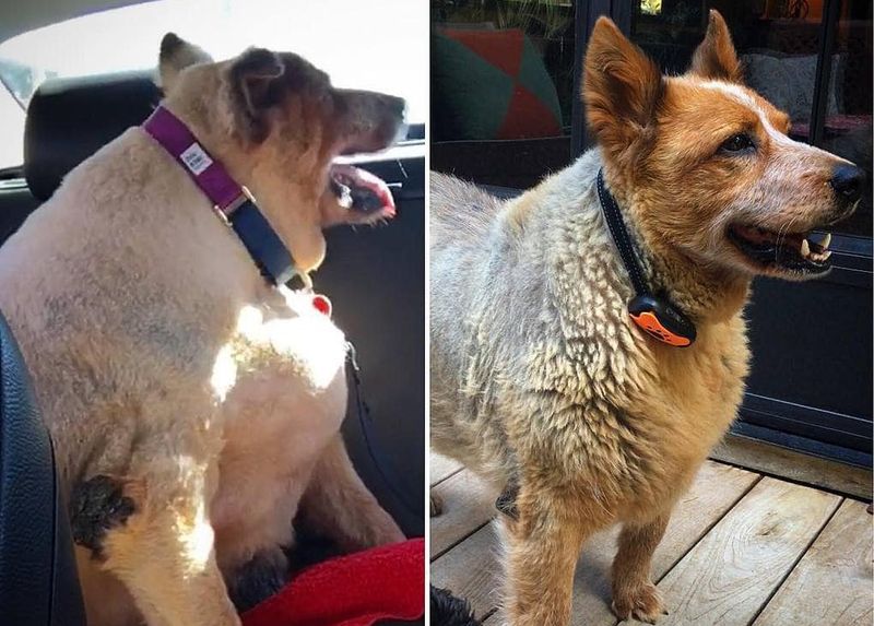 20 фотографий собак до и после того, как они взяли себя в лапы и смогли похудеть. ФОТО