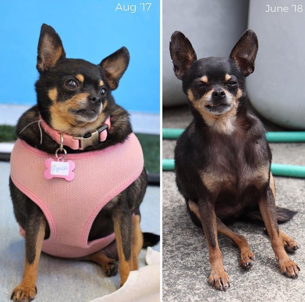 20 фотографий собак до и после того, как они взяли себя в лапы и смогли похудеть. ФОТО