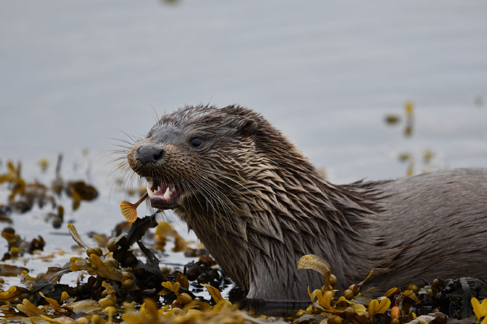 Победители фотоконкурса Mammal Photographer 2020