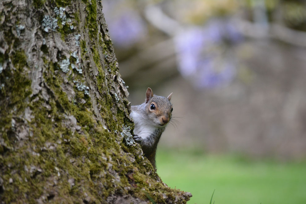 Победители фотоконкурса Mammal Photographer 2020