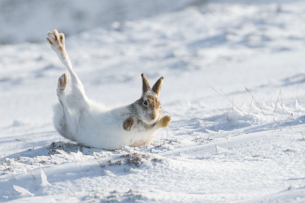 Победители фотоконкурса Mammal Photographer 2020