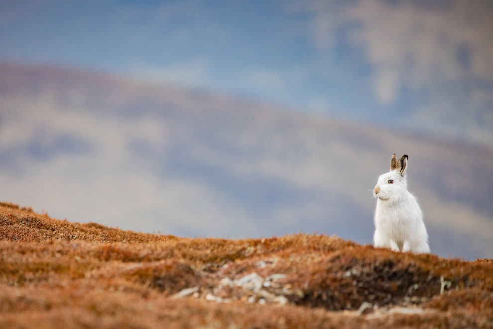 Победители фотоконкурса Mammal Photographer 2020