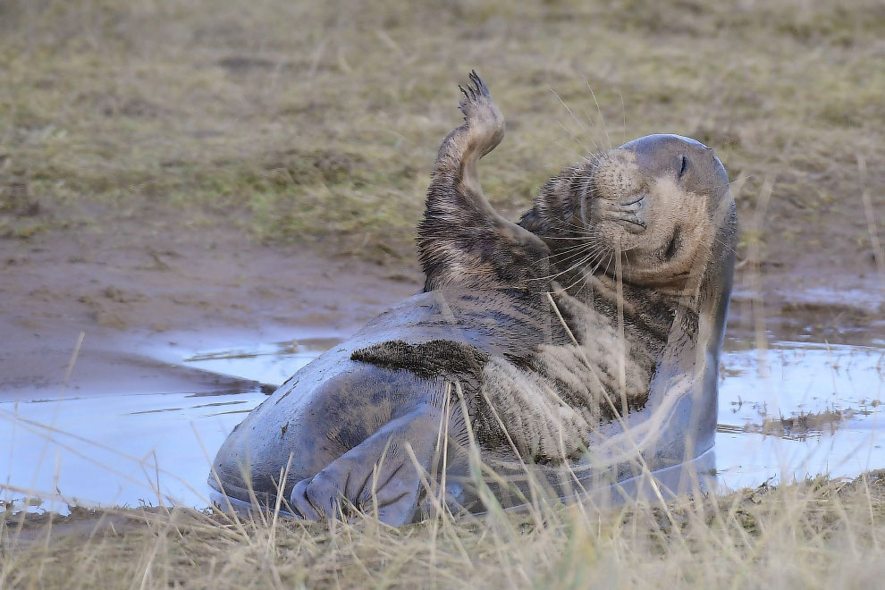 Победители фотоконкурса Mammal Photographer 2020