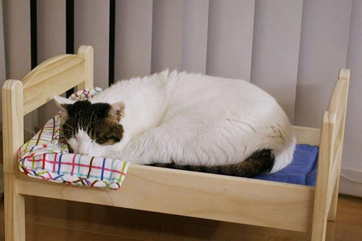 Мимиметр зашкаливает: милые кошечки, спящие в крохотных кроватках