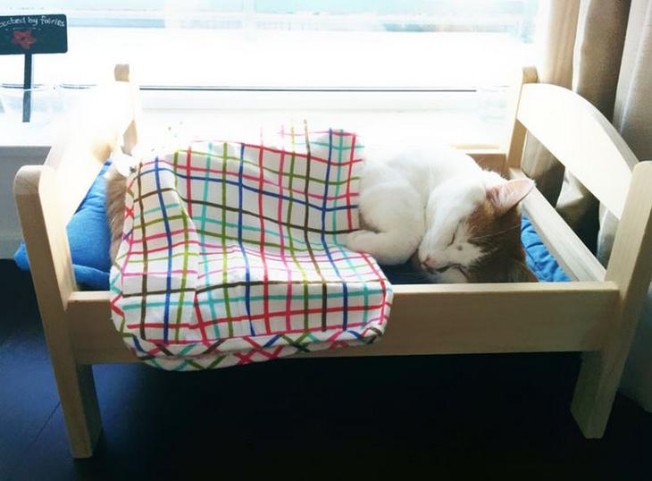 Мимиметр зашкаливает: милые кошечки, спящие в крохотных кроватках