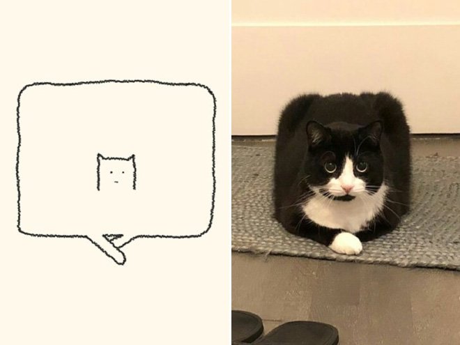 Когда художник от Бога, но не точно: забавные "точные" рисунки кошек