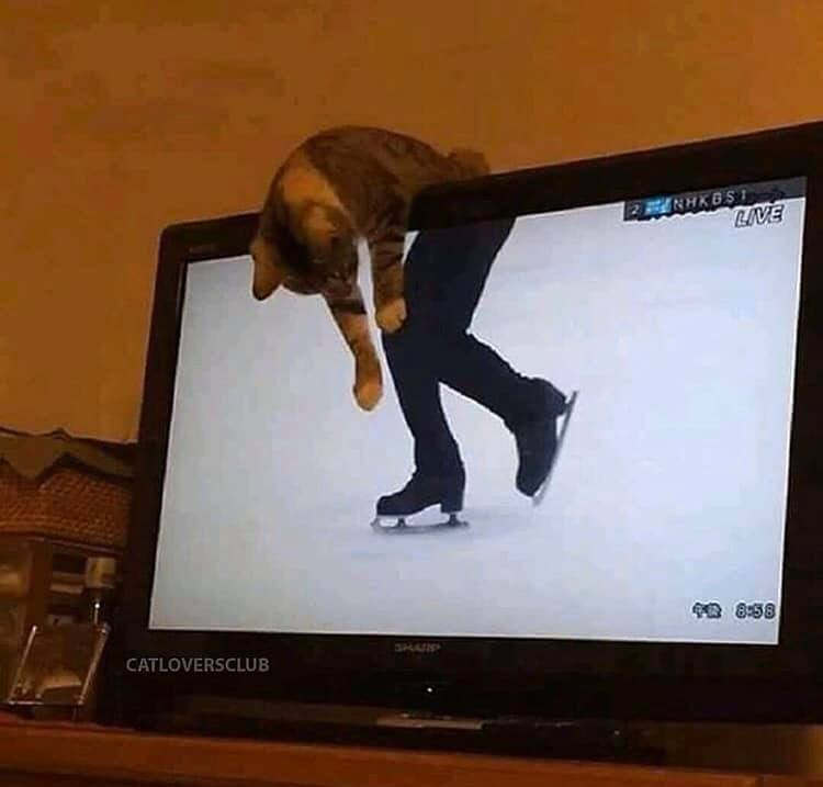 Невероятные фото: Коты, которые удачно попали в кадр телевизора, рассмешили Сеть. ФОТО