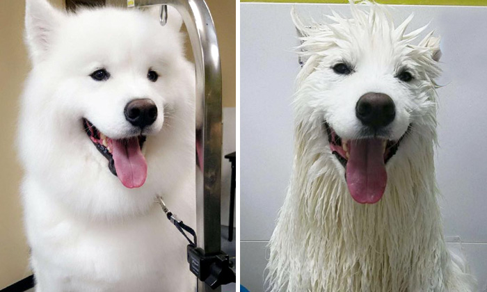 Мокрой псины пост: смешные собаки до и после купания. ФОТО