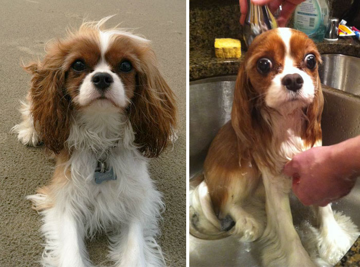 Мокрой псины пост: смешные собаки до и после купания. ФОТО