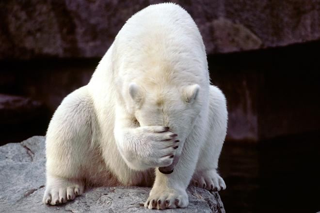В немецком зоопарке погиб медведь, пообедавший кожаной курткой